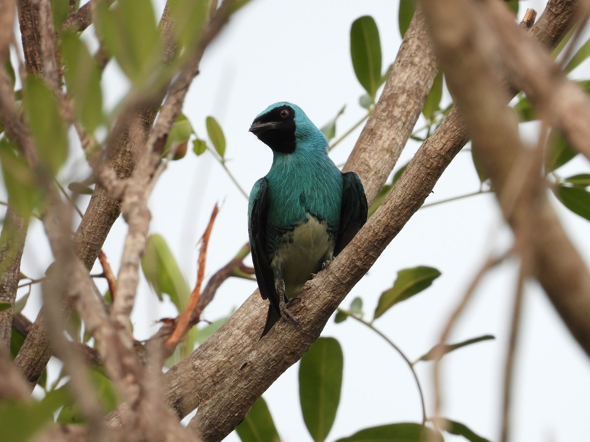 Swallow Tanager - ML625472887