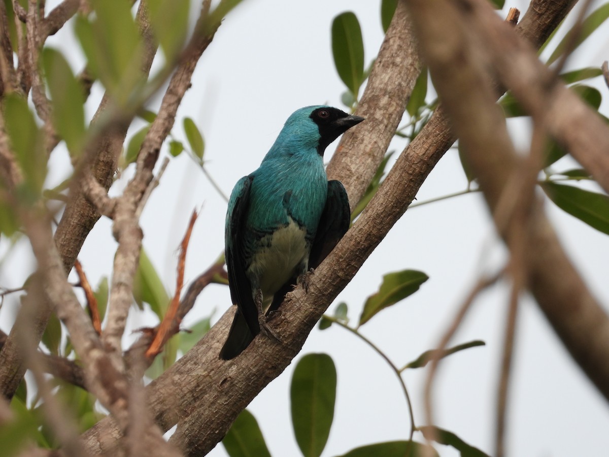 Swallow Tanager - ML625472889