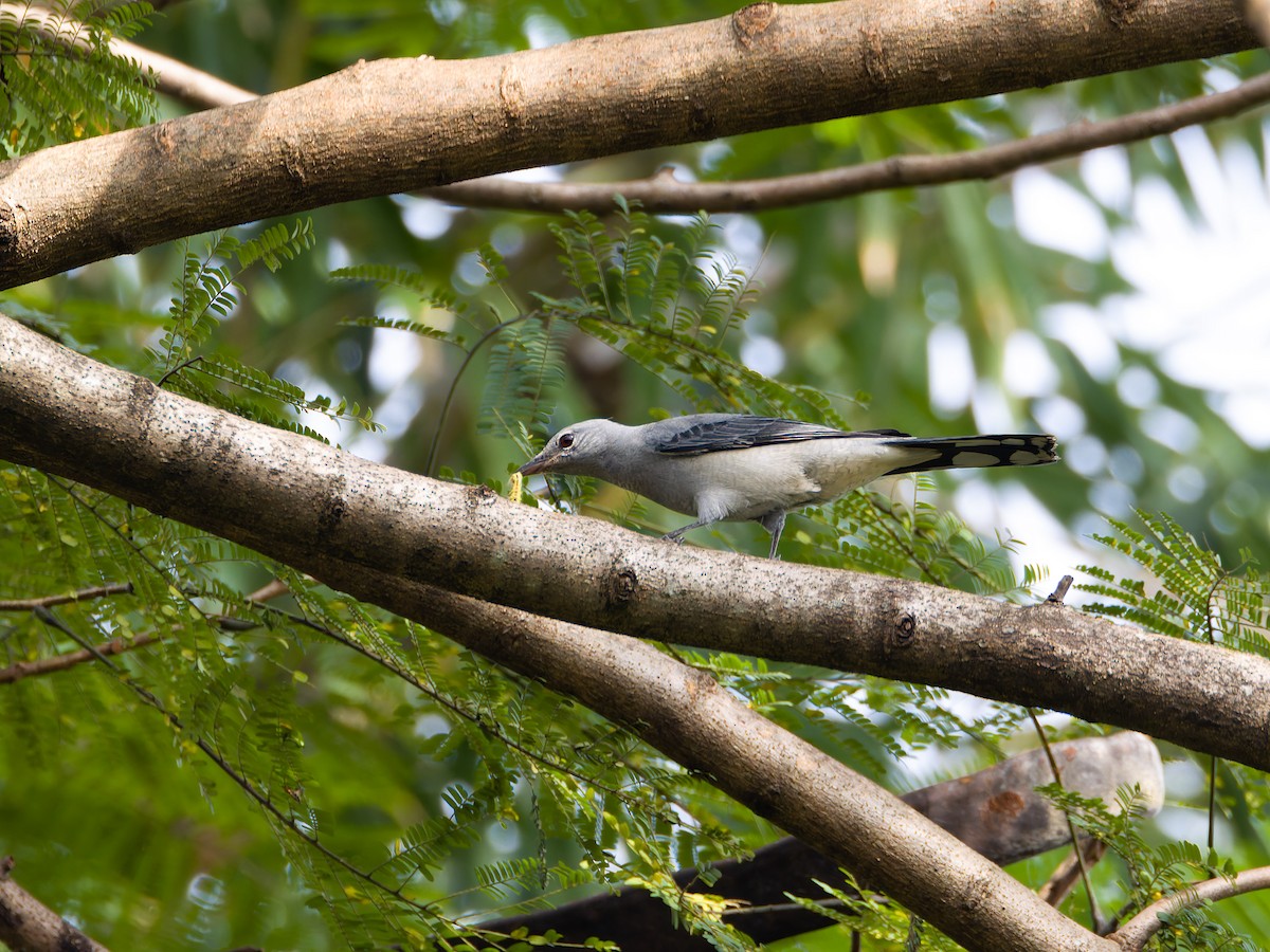 Black-winged Cuckooshrike - ML625472911