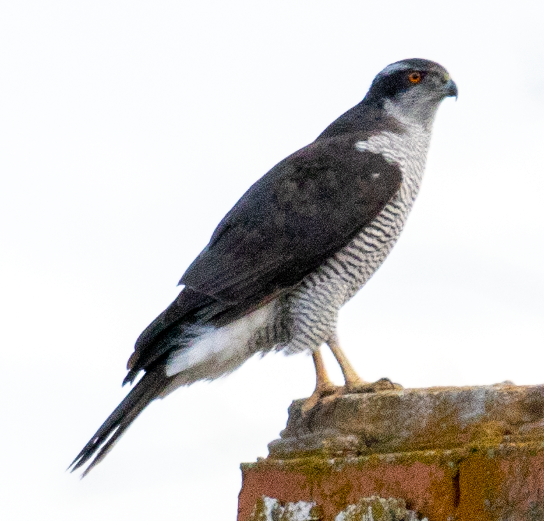 Eurasian Goshawk - ML625472943