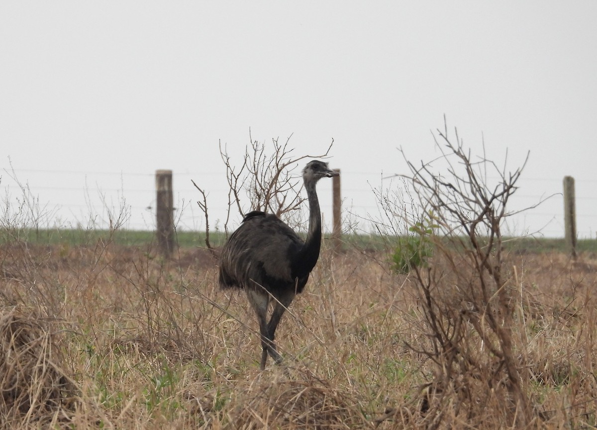 Greater Rhea - angel Vela laina