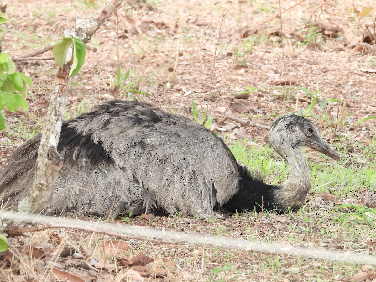 Greater Rhea - angel Vela laina