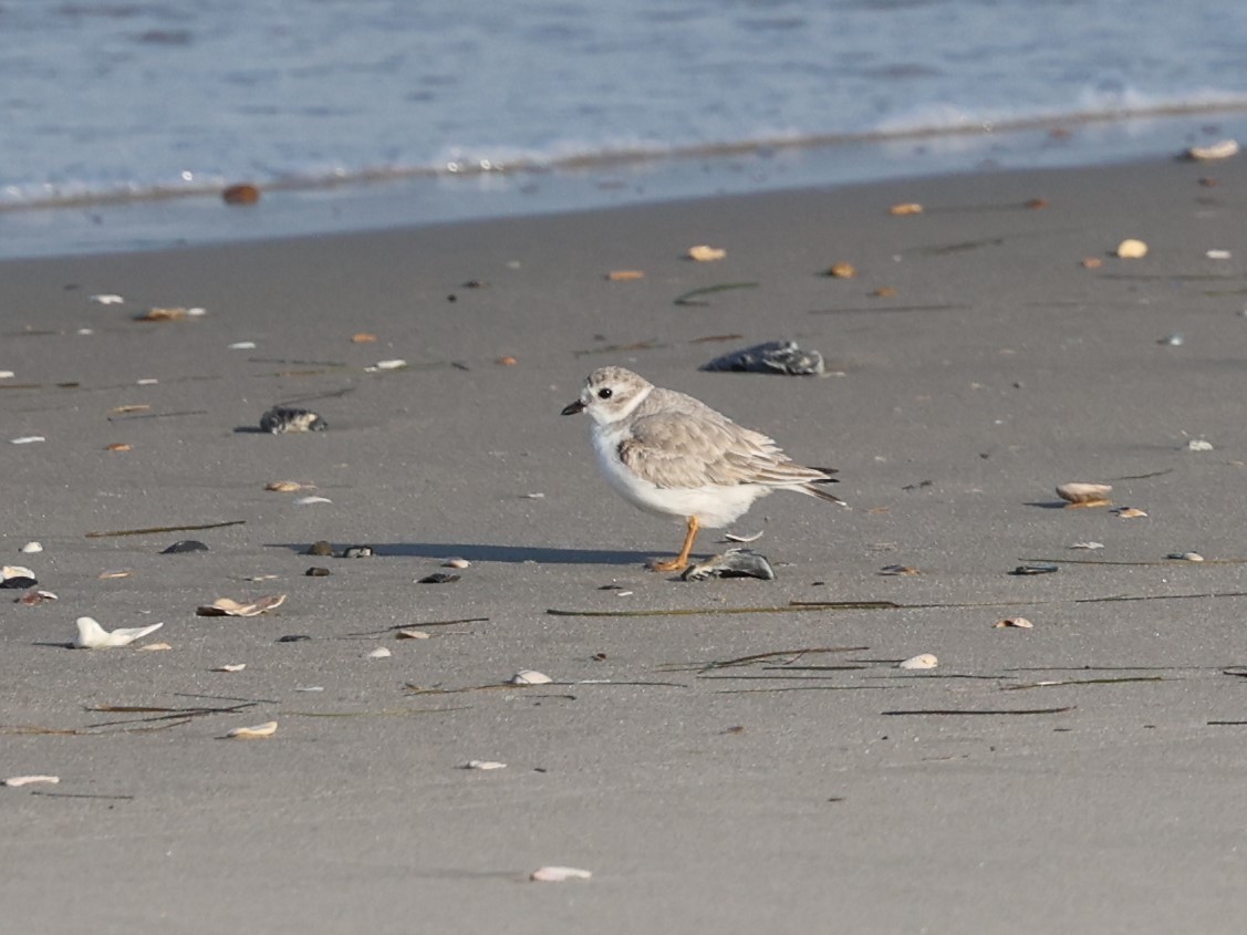 Piping Plover - ML625473061