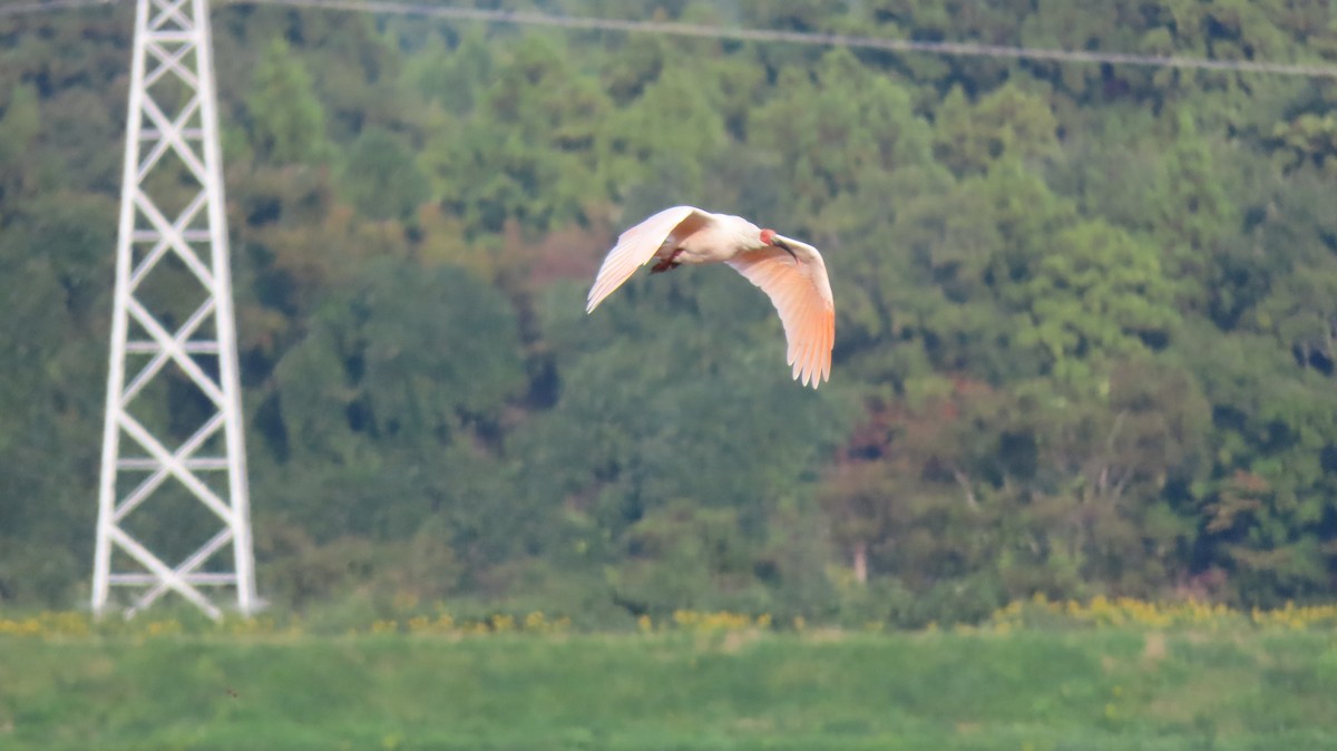 Crested Ibis - ML625473068