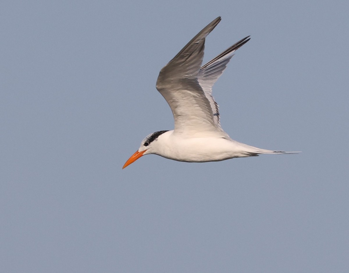 Royal Tern - ML625473074