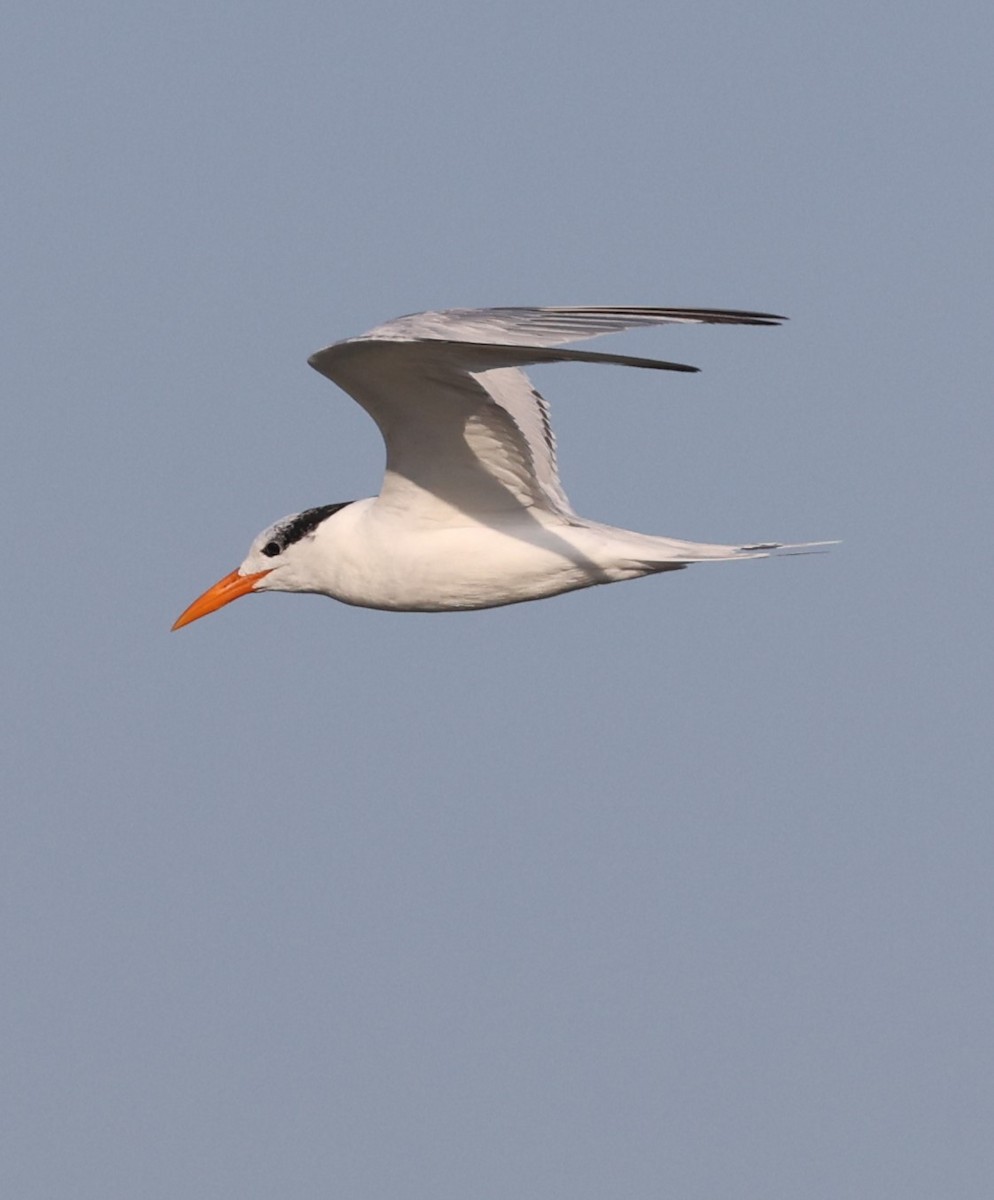 Royal Tern - ML625473075