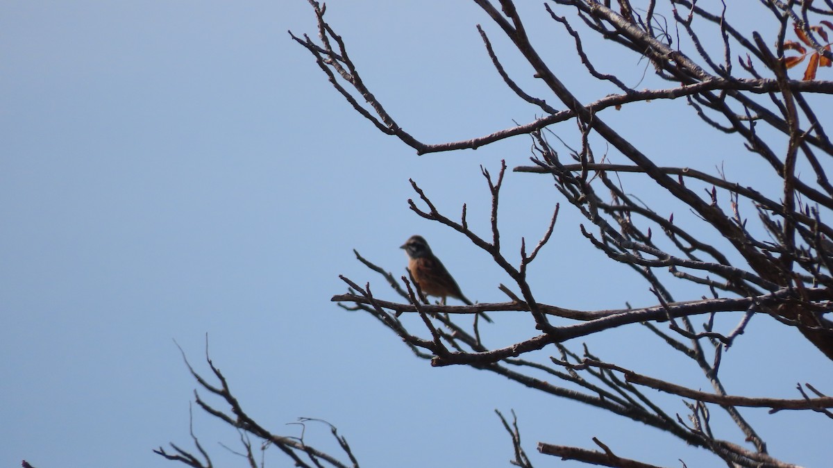 Meadow Bunting - ML625473082