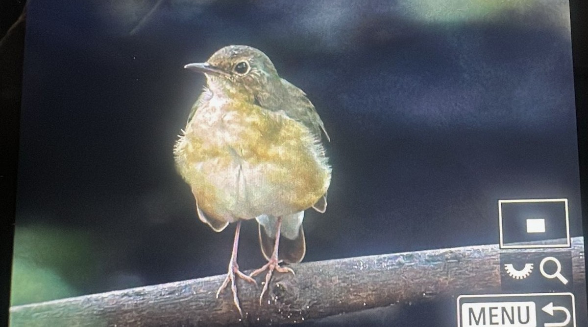 Indian Blue Robin - ML625473120
