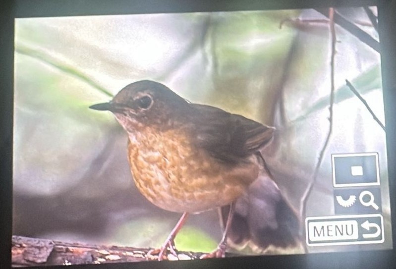 Indian Blue Robin - ML625473121