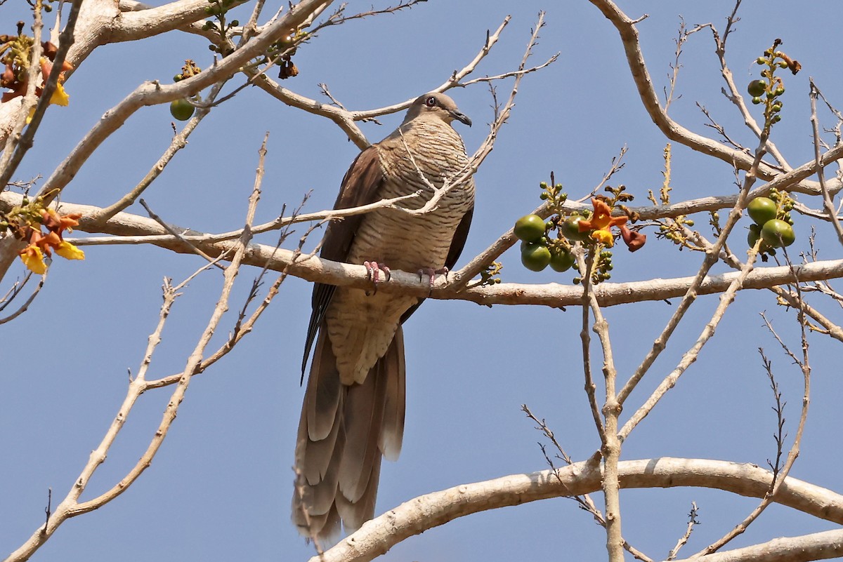 Flores Sea Cuckoo-Dove - Phillip Edwards