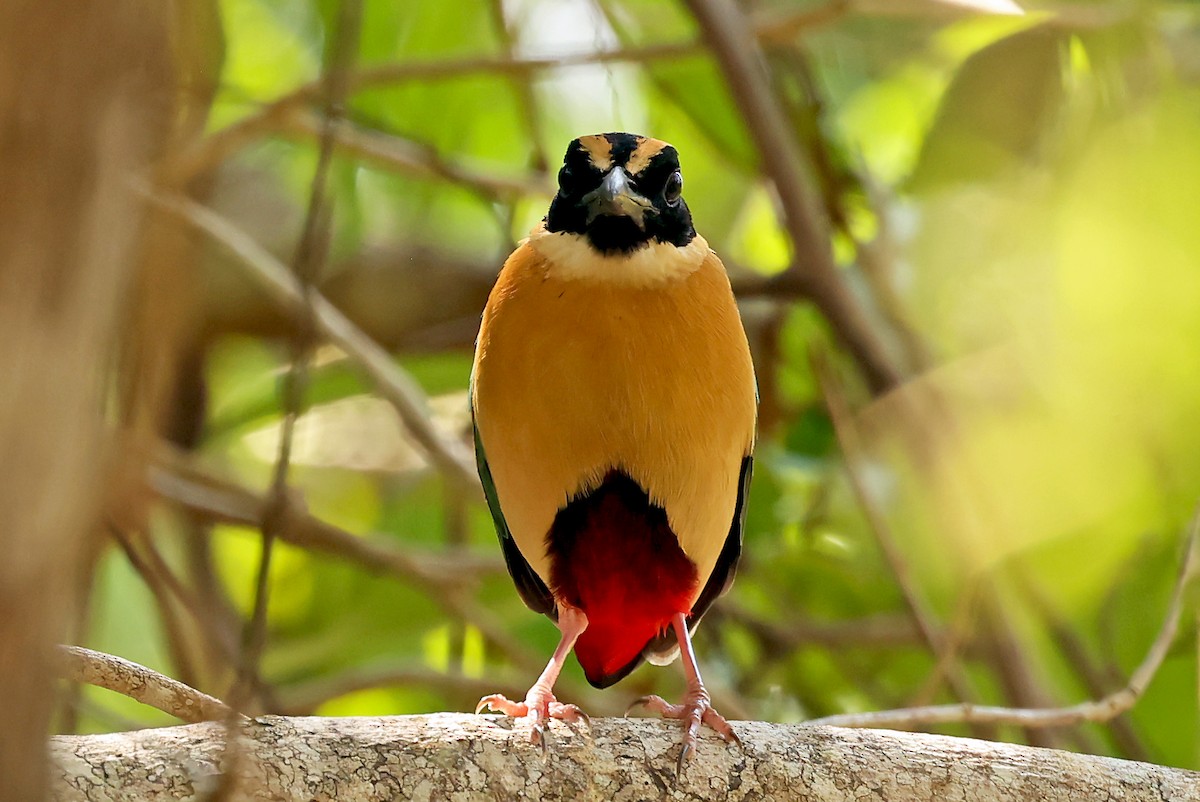 Elegant Pitta - Phillip Edwards