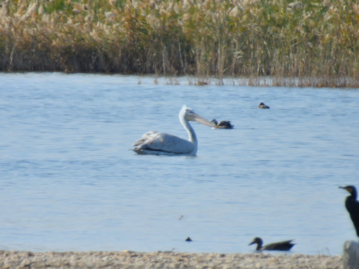 Dalmatian Pelican - ML625473213