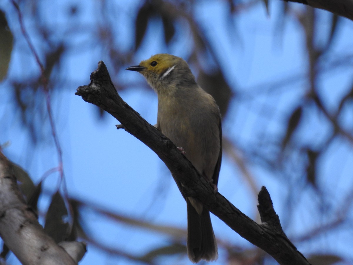 White-plumed Honeyeater - Sue Dixon