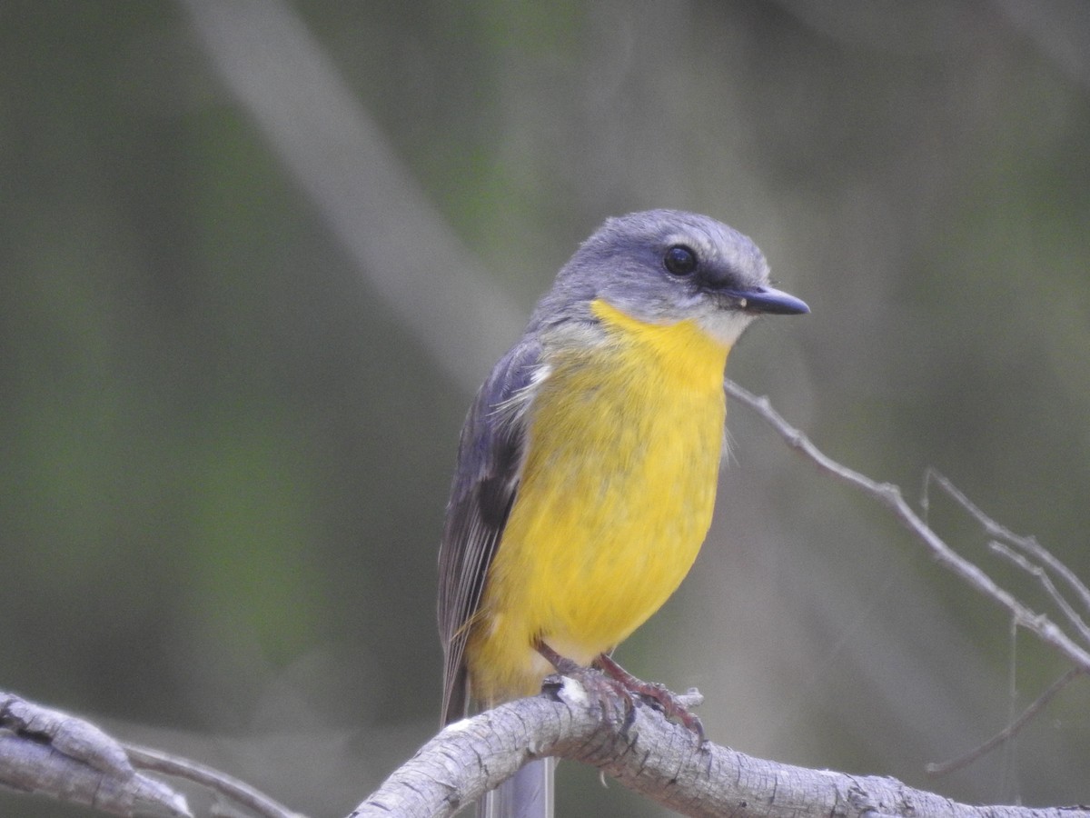 Eastern Yellow Robin - ML625473255