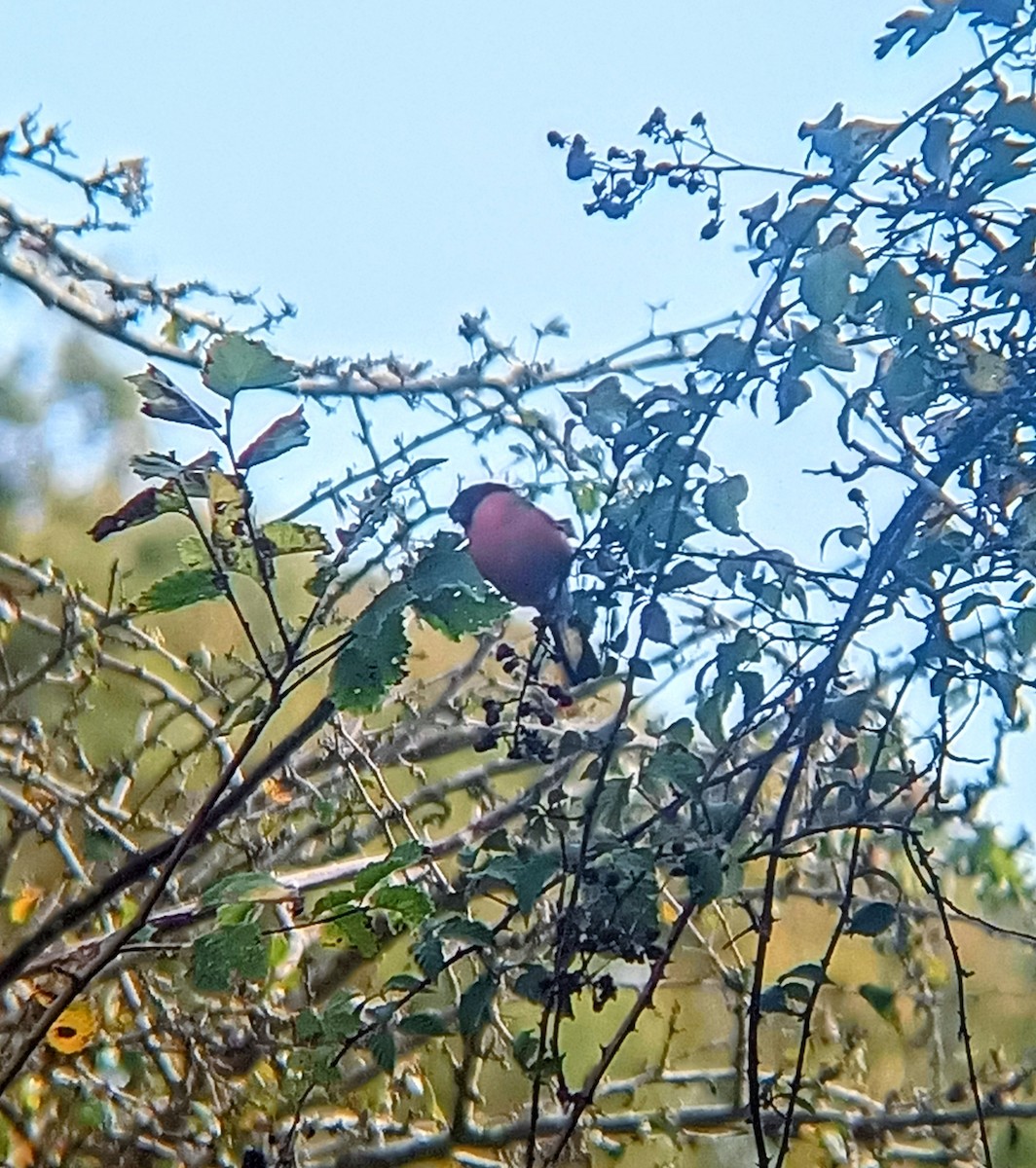 ウソ - ML625473262