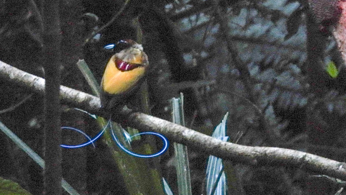 Magnificent Bird-of-Paradise - ML625473265