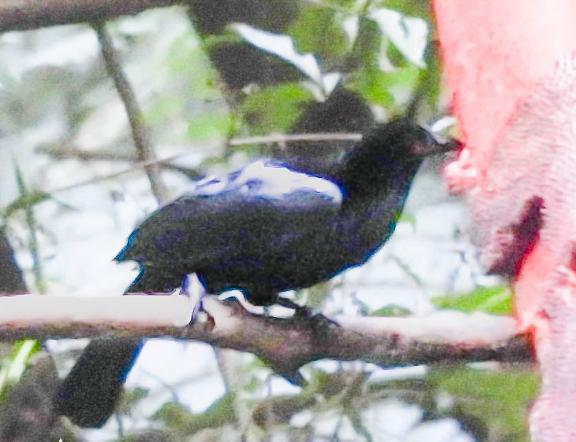 Crinkle-collared Manucode - ML625473306