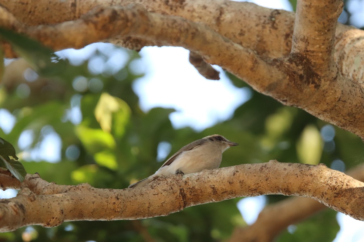 Large Woodshrike - ML625473310