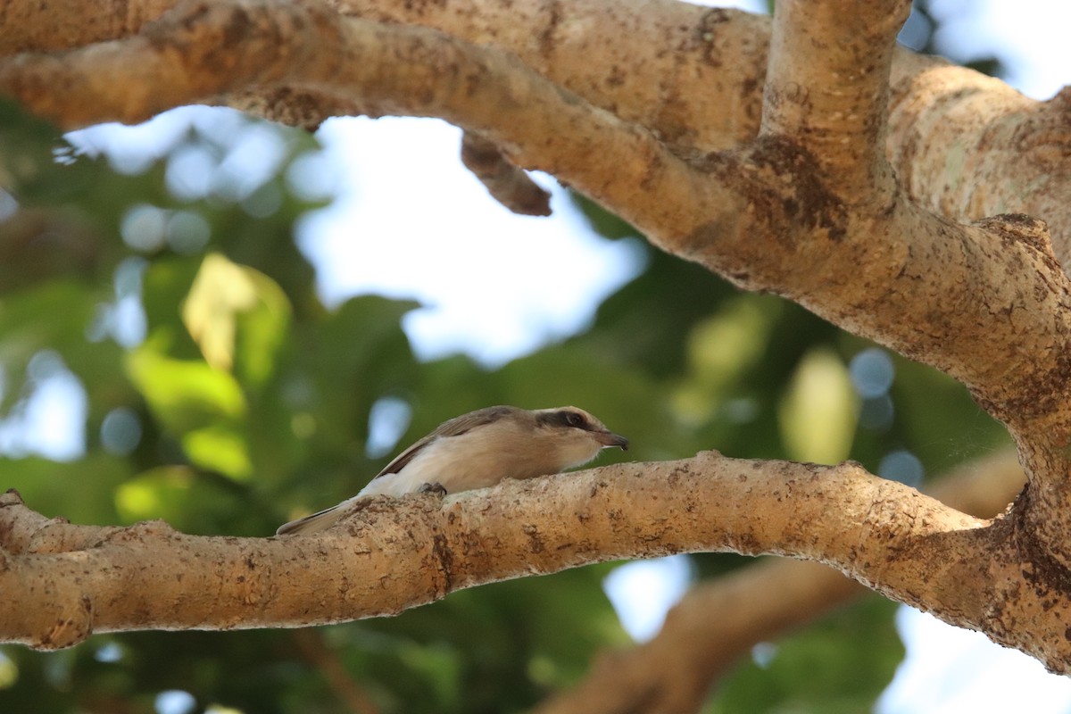 Large Woodshrike - ML625473311