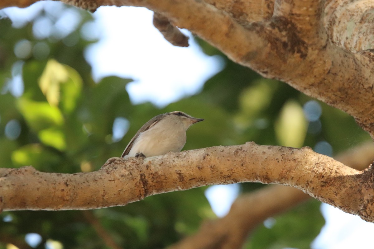 Large Woodshrike - ML625473315