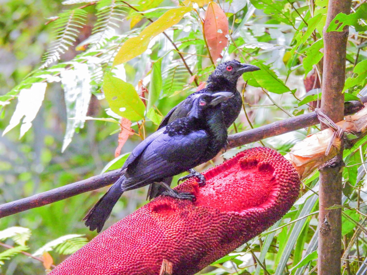 Crinkle-collared Manucode - ML625473443