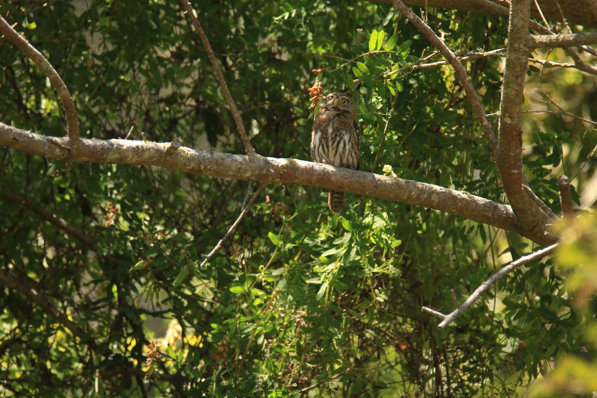 Austral Pygmy-Owl - ML625473463