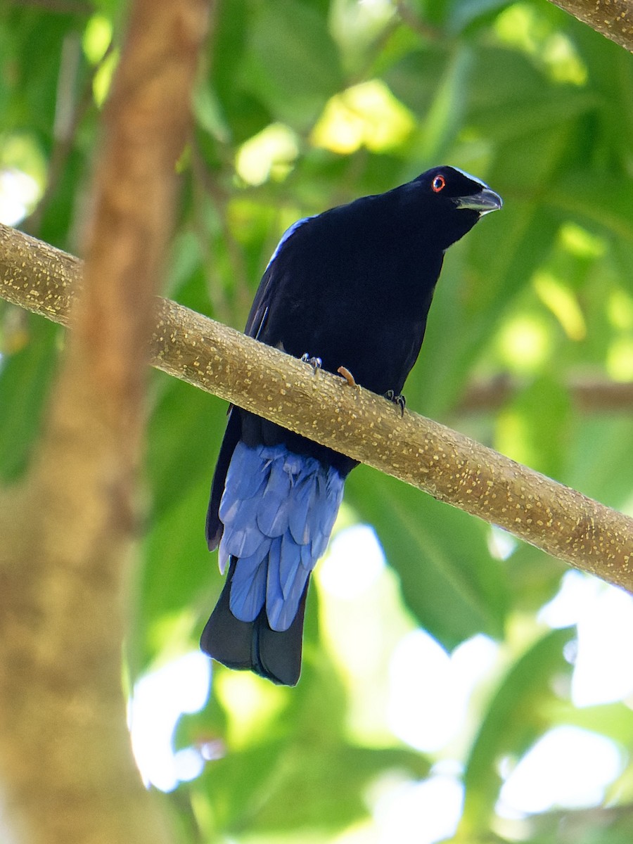 Asian Fairy-bluebird - Anonymous