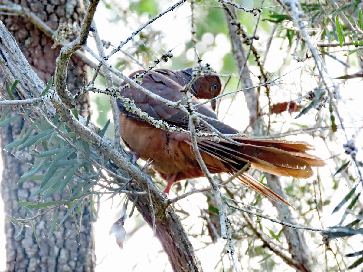 Brown Cuckoo-Dove - ML625473499