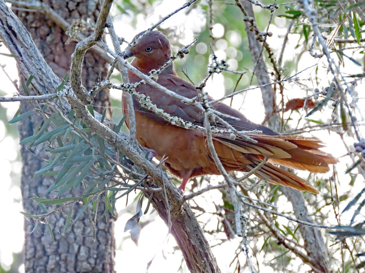 Brown Cuckoo-Dove - ML625473503