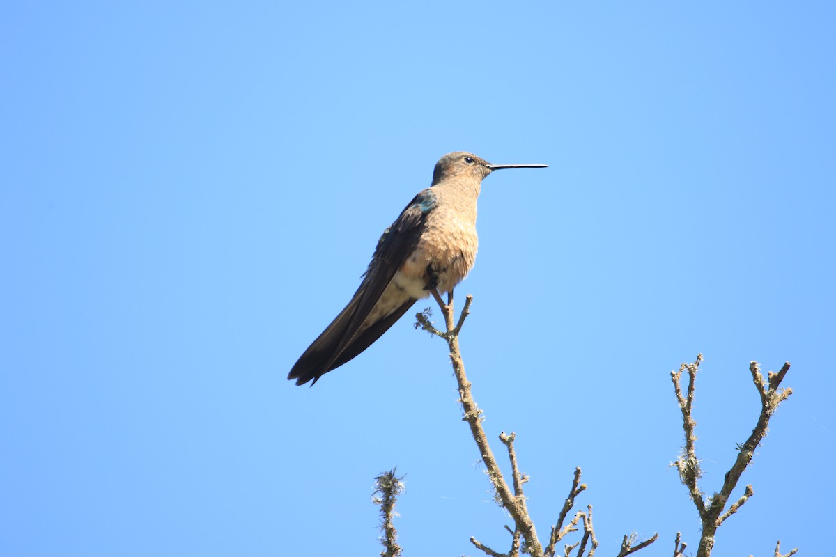 Giant Hummingbird - ML625473511