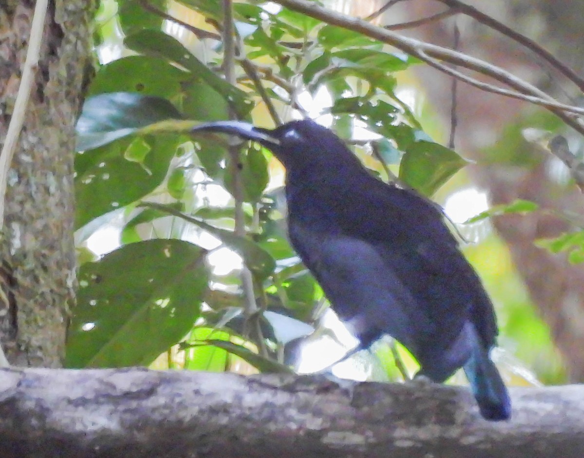 Magnificent Riflebird - ML625473539