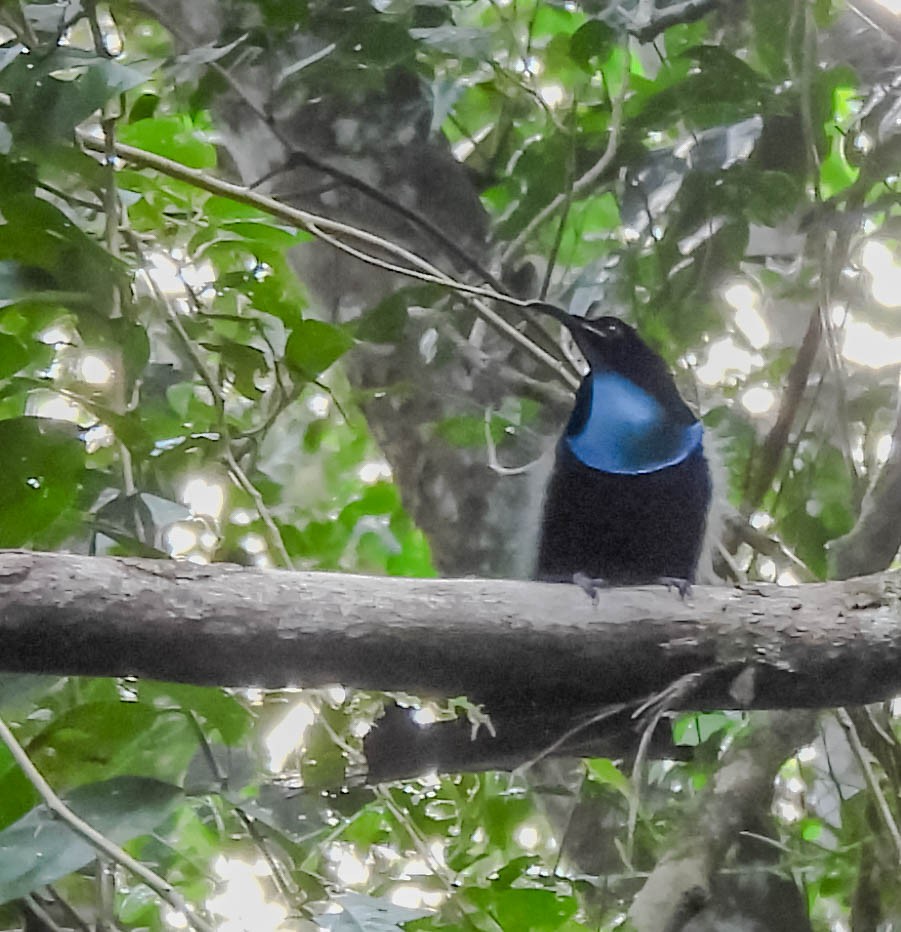 Magnificent Riflebird - ML625473558