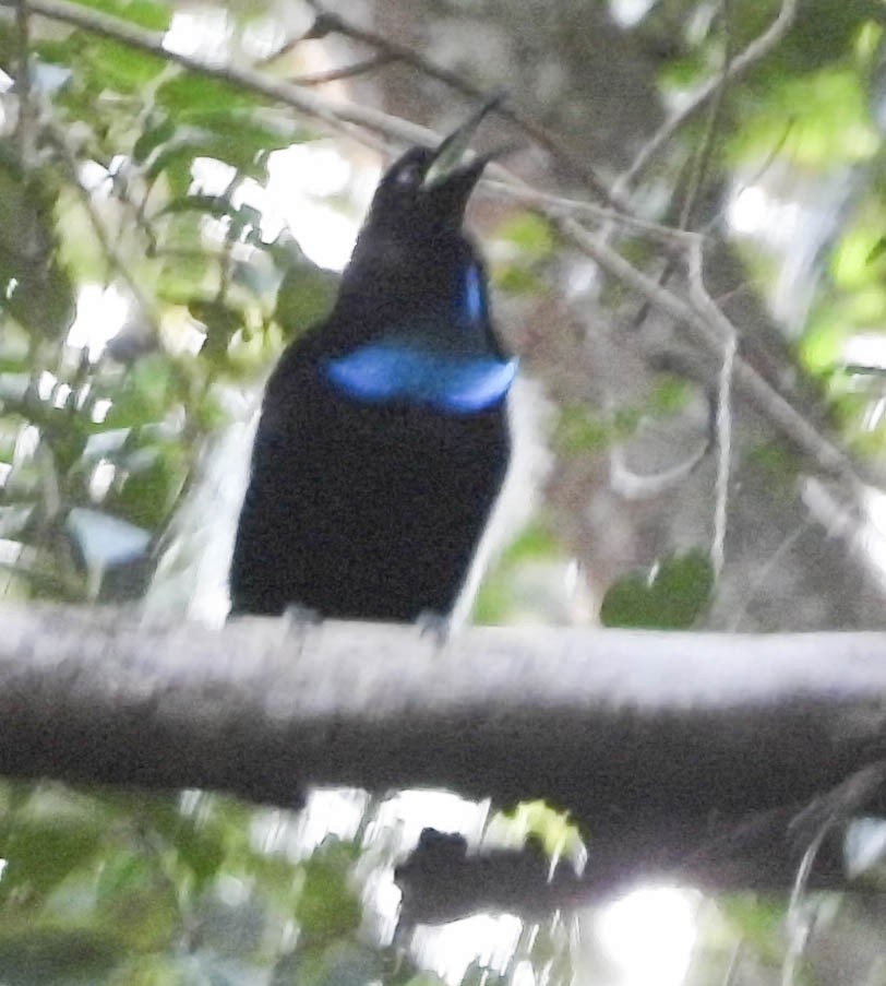 Magnificent Riflebird - ML625473570