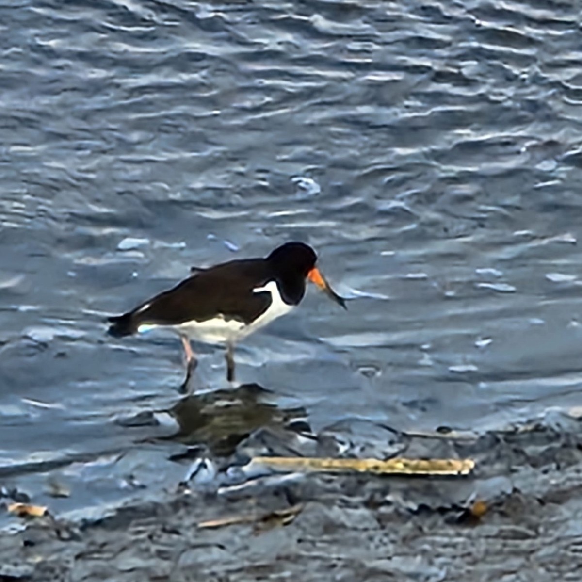 Eurasian Oystercatcher - ML625473589