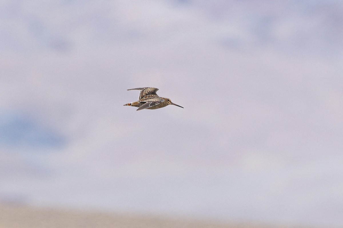 Pin-tailed Snipe - ML625473665