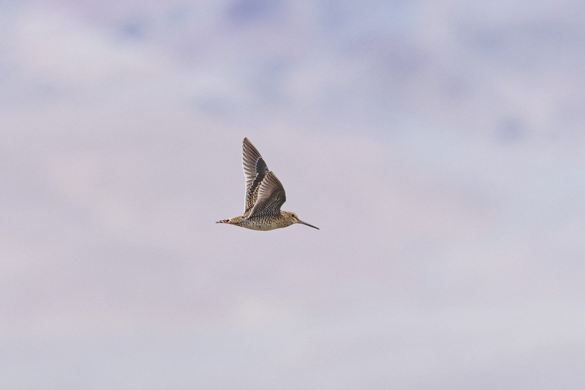 Pin-tailed Snipe - ML625473666