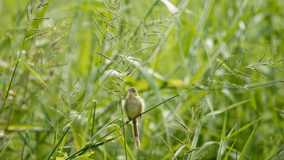 Yellow-bellied Prinia - ML625473773