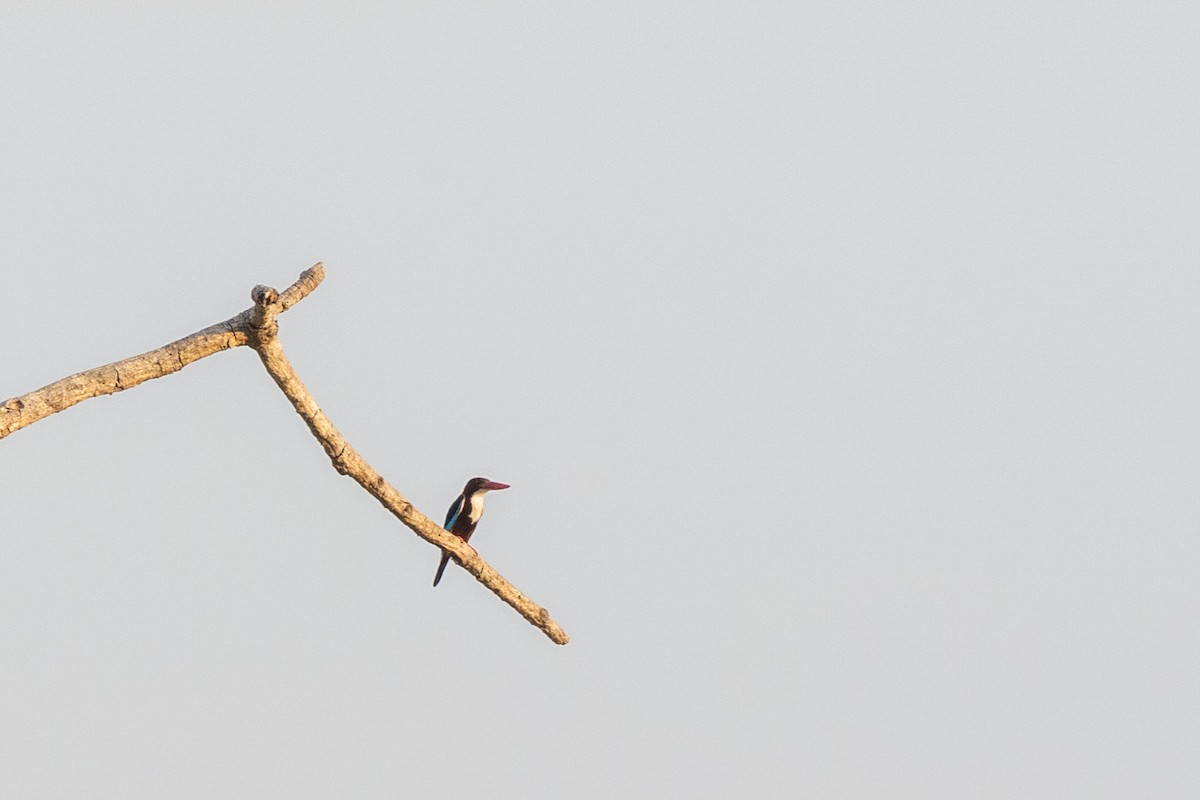 White-throated Kingfisher - ML625473827