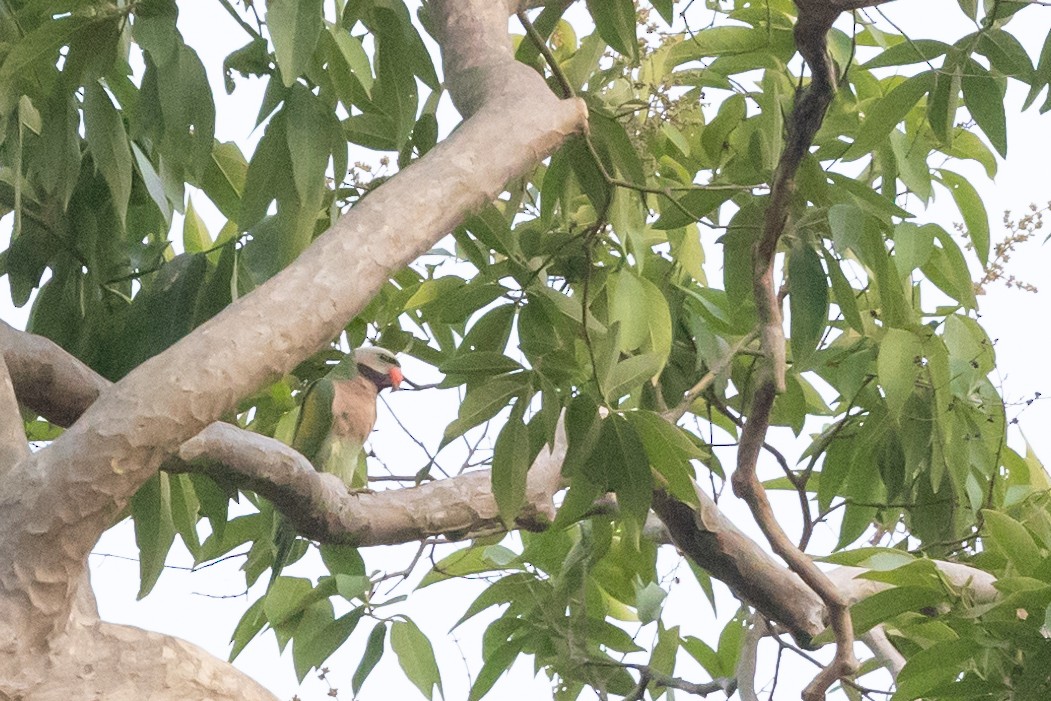 Red-breasted Parakeet - ML625473834