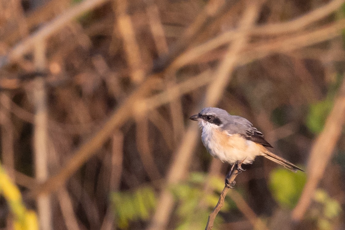 Gray-backed Shrike - ML625473862