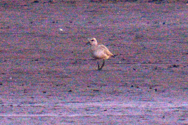 kulík bledý - ML625473891