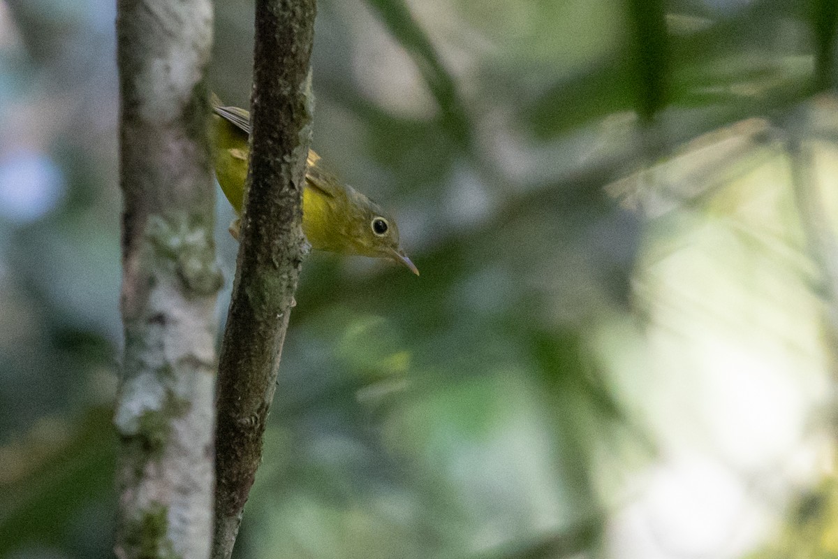 Alström's Warbler - ML625474002