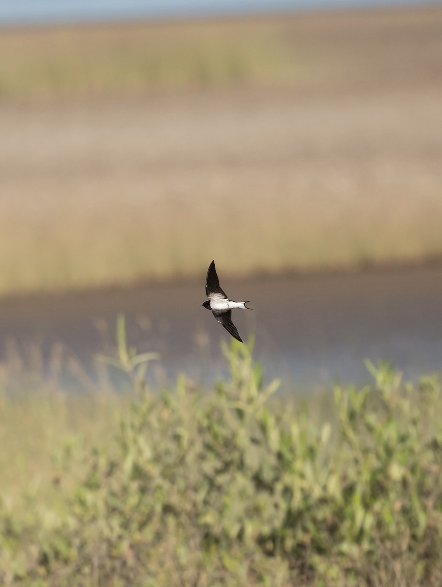 Red-chested Swallow - ML625474256