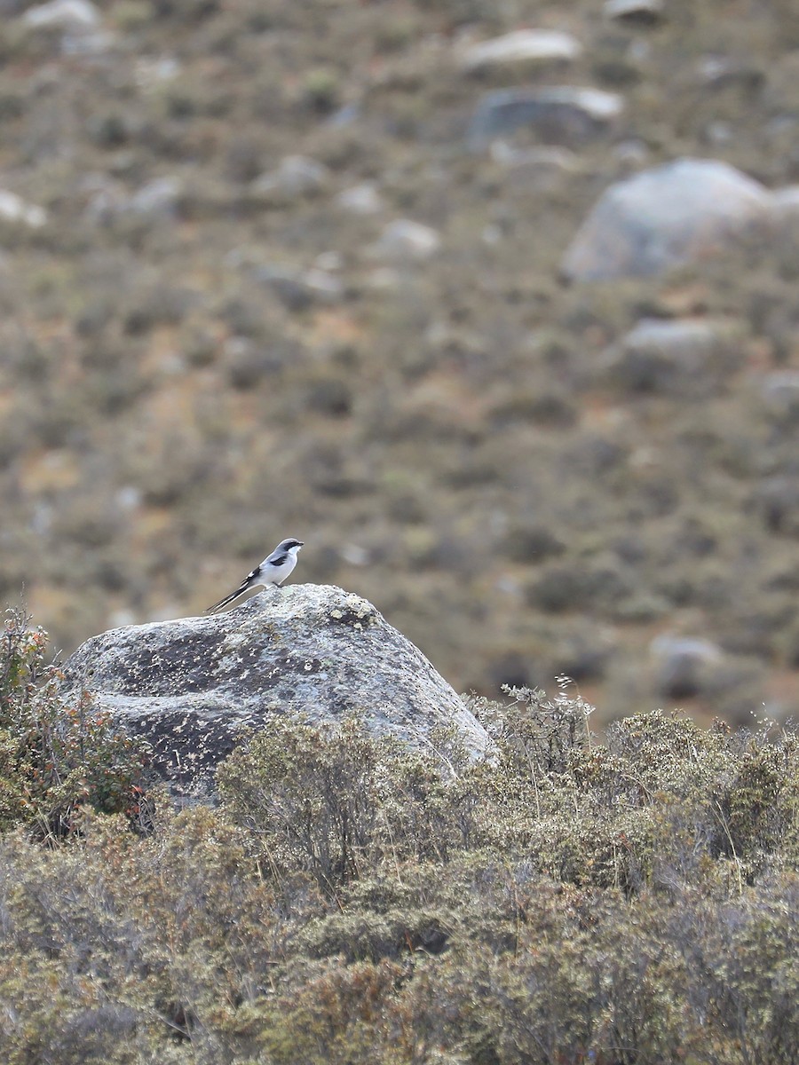 Giant Shrike - ML625474297