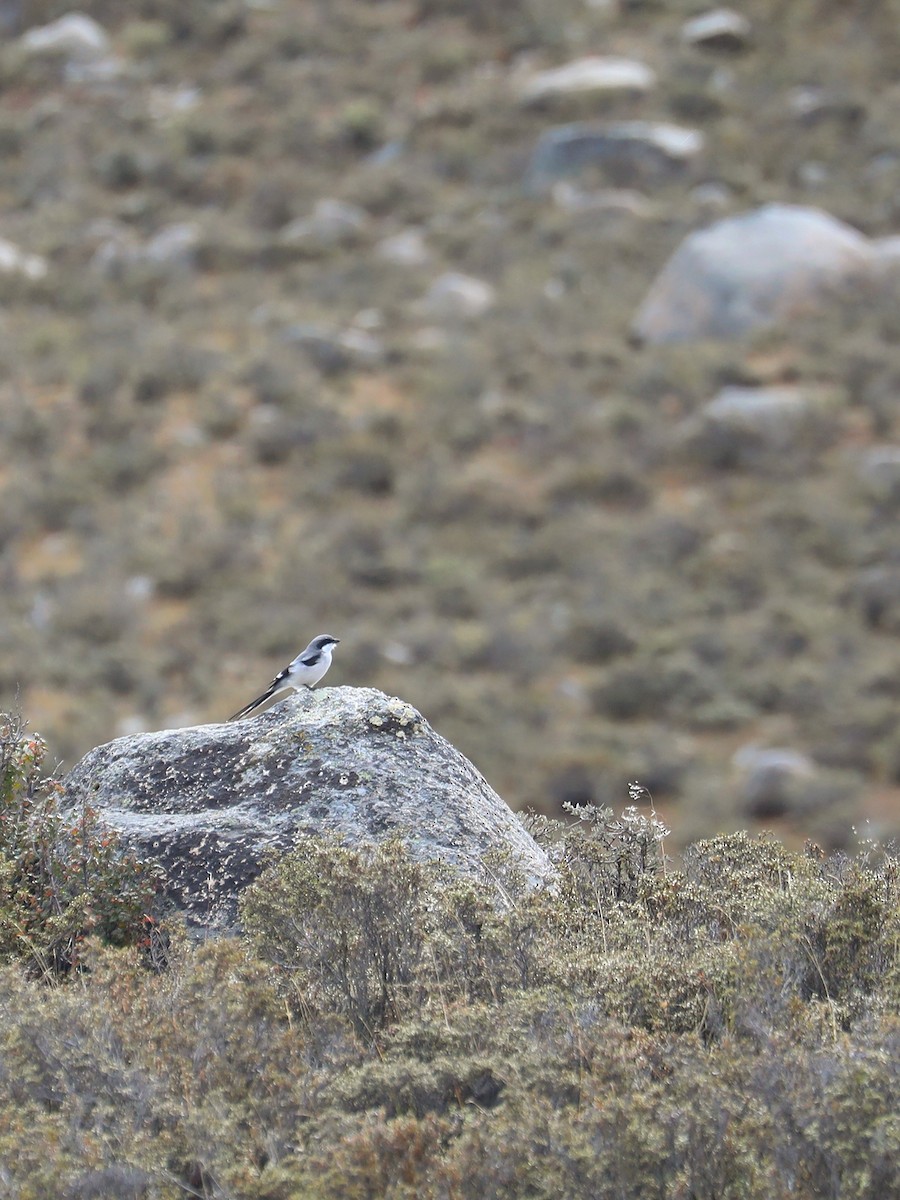 Giant Shrike - ML625474298