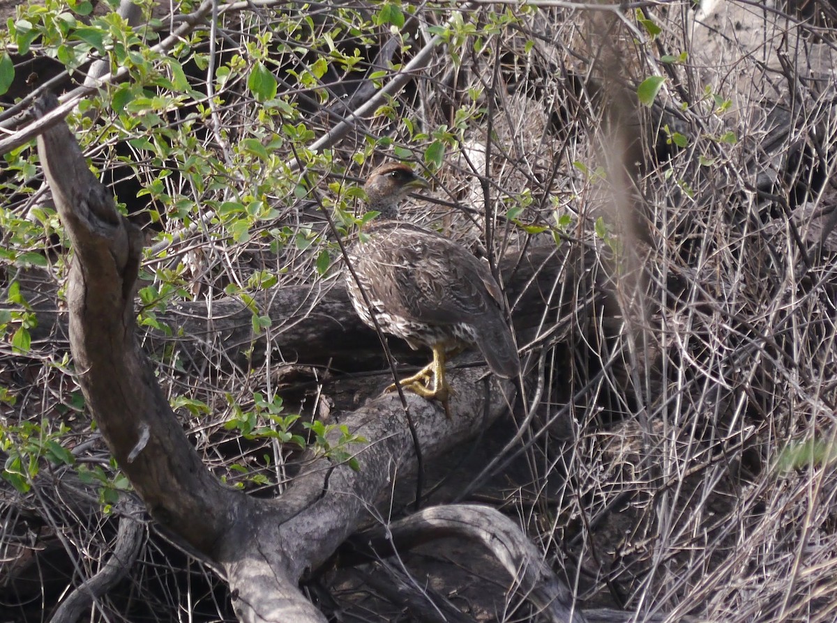 Djibouti Spurfowl - ML625474302