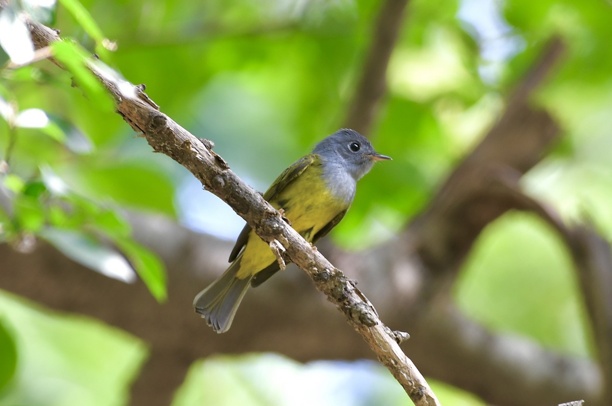 Gray-headed Canary-Flycatcher - ML625474398