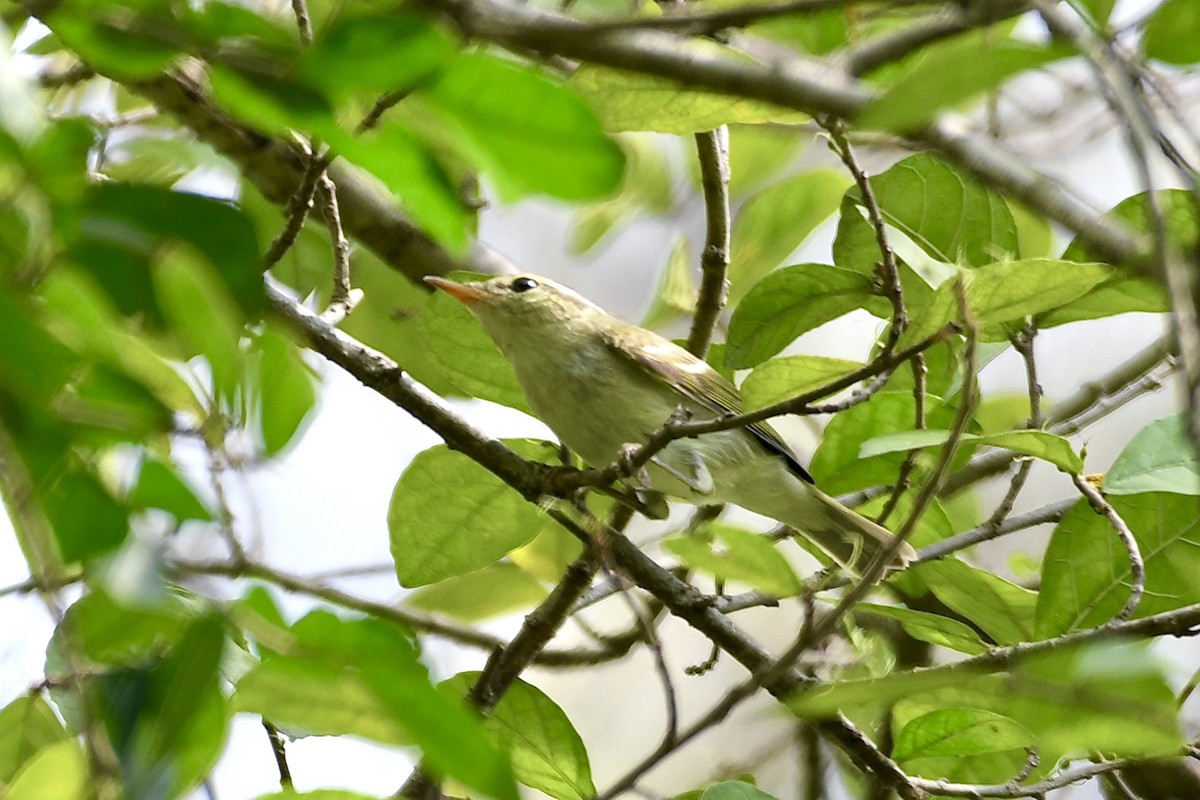 Хос судалт дууч шувуу - ML625474408