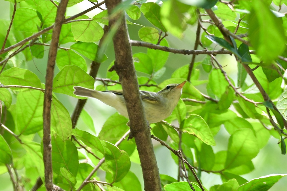 Хос судалт дууч шувуу - ML625474411