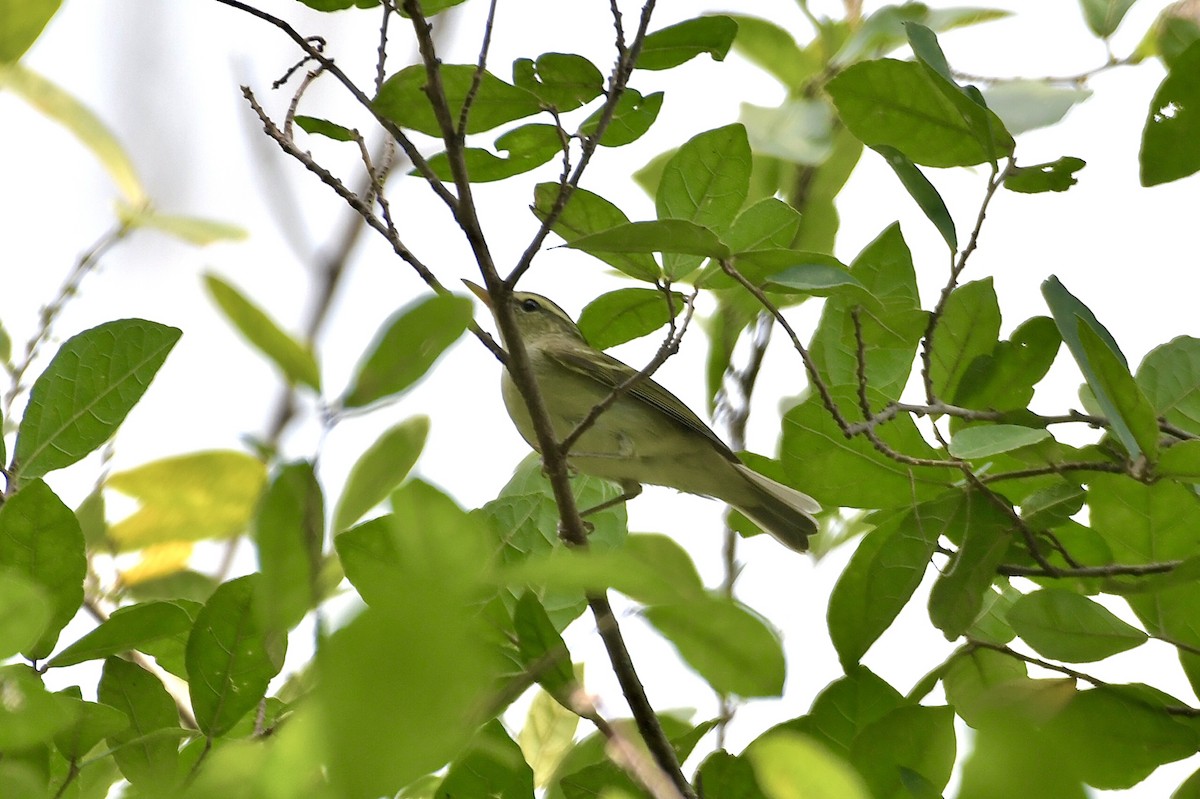 Хос судалт дууч шувуу - ML625474414